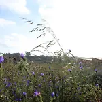Entre Vinhas & Mar Lantgård Óbidos