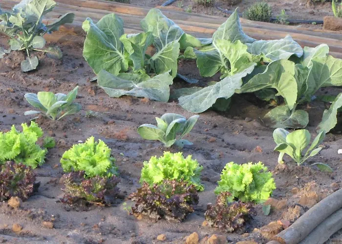 Entre Vinhas & Mar Feriegård *