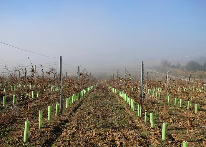 Feriegård Entre Vinhas & Mar Óbidos