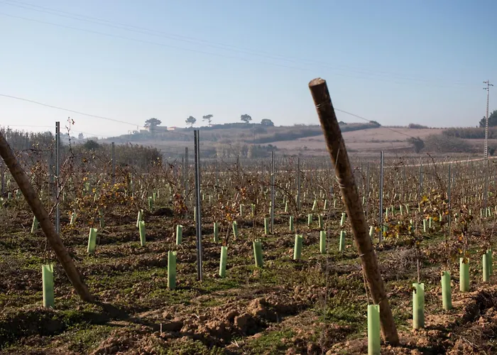 Feriegård Entre Vinhas & Mar *